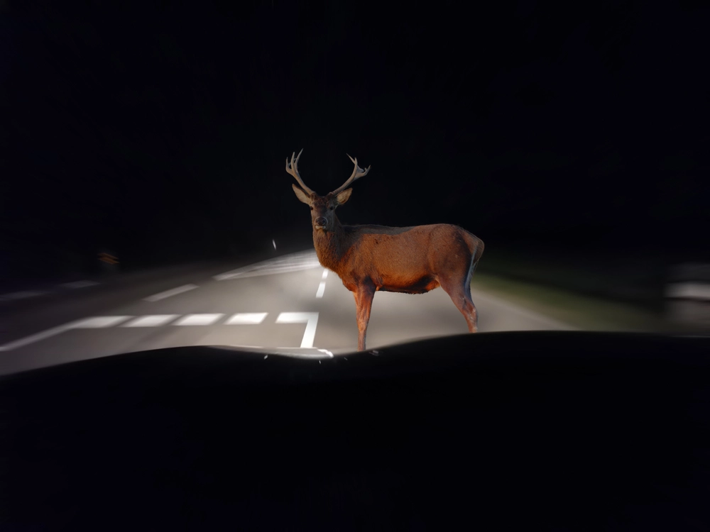 A brown deer with antlers stands in the middle of a dark road, illuminated by a car's headlights at night.